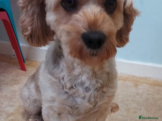 Cavapoo dogs 3 years old cavapoo female - Advert 17