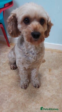 Cavapoo dogs 3 years old cavapoo female - Advert 15