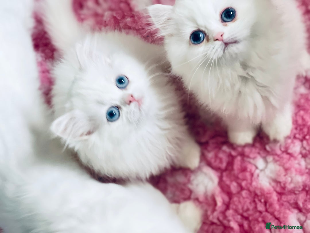 Persian cats for sale: Pure White Persian Girls BLUE EYES & full hearing - Image 17