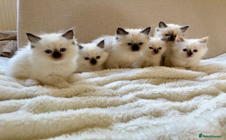 Ragdoll cats - Advert 13