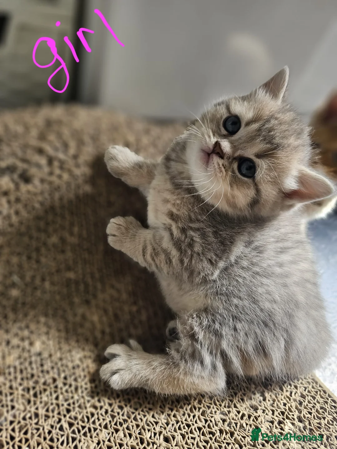 Scottish Fold cats for sale: 5 Beautiful Scottish Kittens Ready for Homes 🐾 - Advert 35