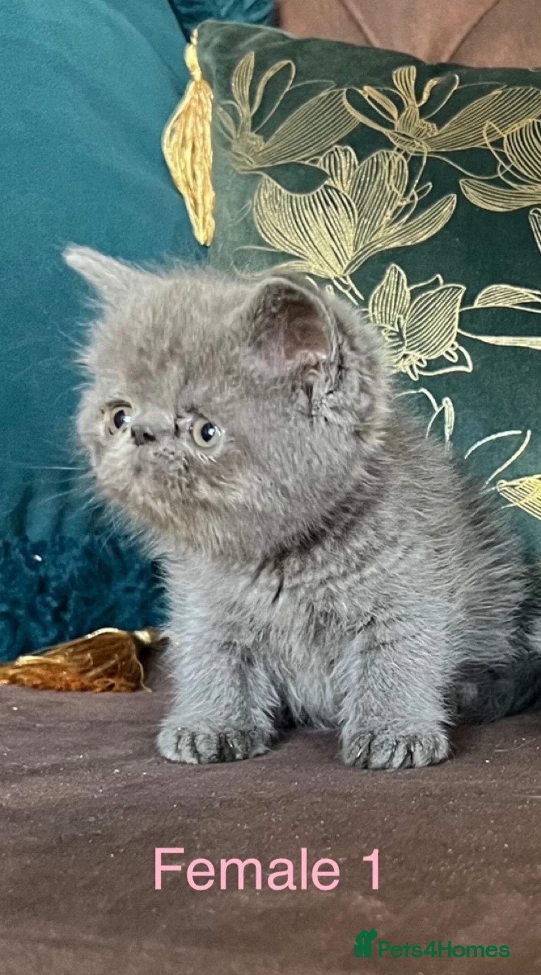 Exotic cats for sale: Exotic Shorthair Kittens For Sale - Advert 35