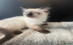 Ragdoll cats for sale: Seal boy needing  a special loving. Home  - Image 4