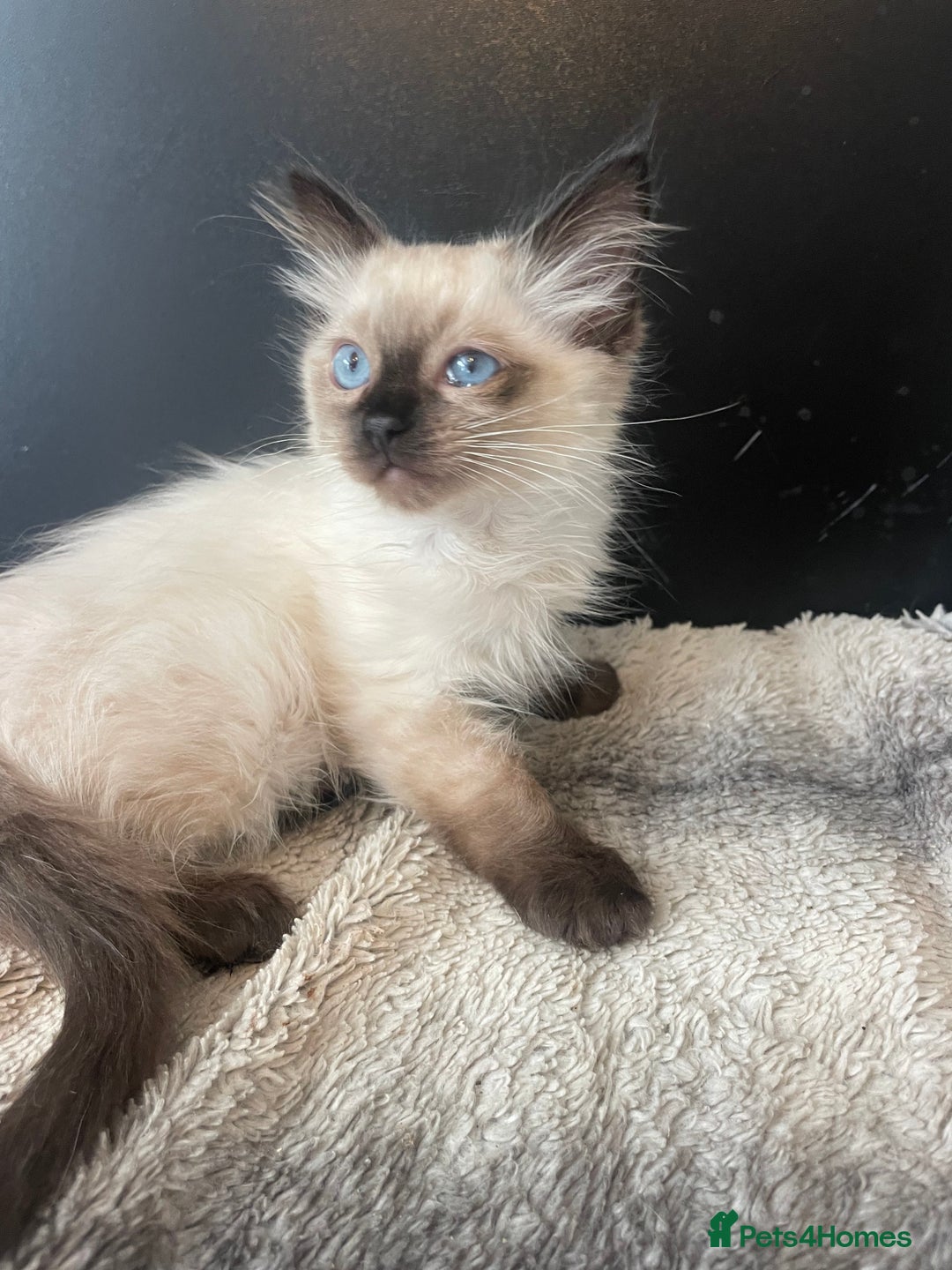 Ragdoll cats for sale: Seal boy needing  a special loving. Home  - Image 4