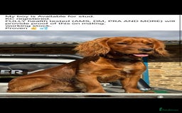 Sprocker dogs for sale: F1 SPROCKER SPANIELS  - Image 2