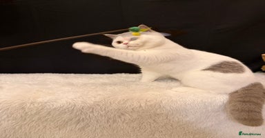 British Shorthair cats - Advert 7