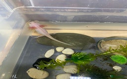 Axolotl reptiles for sale: Axolotl juveniles - Image 5