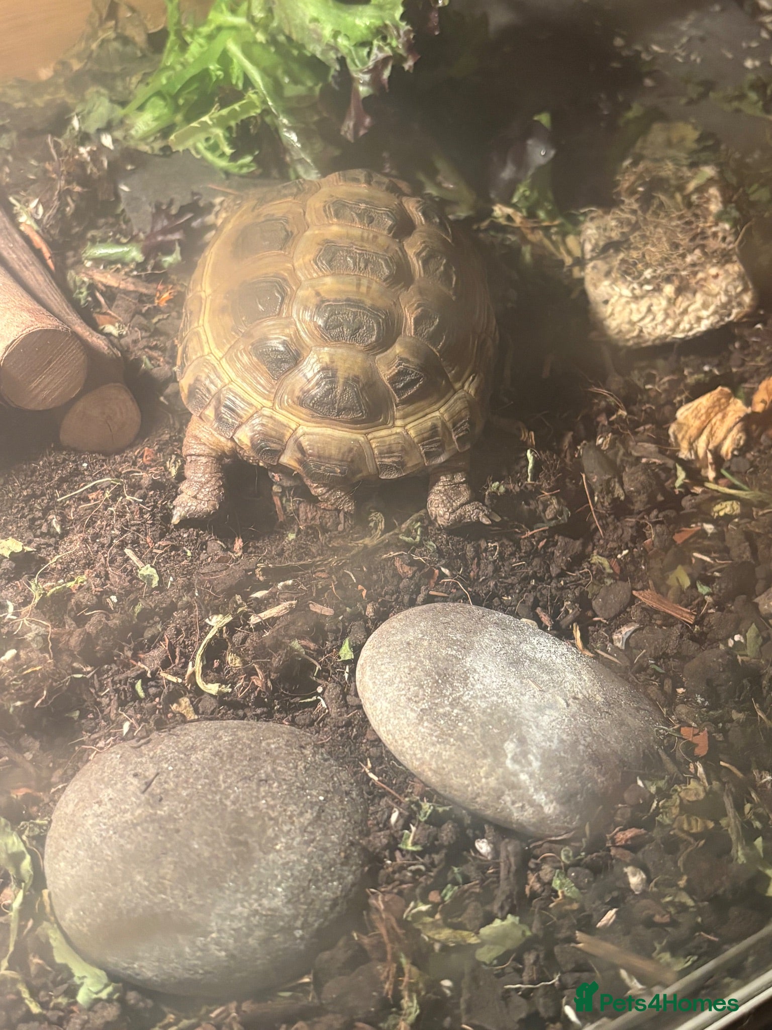 Tortoise reptiles 2 tortoise for rehoming  - Advert 3