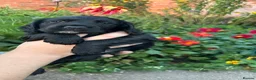 Cocker Spaniel dogs for sale: Working cocker spaniel dog pup for sale  - Advert 5