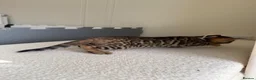 Bengal cats for sale: ✨ Pedigree Rosetted Bengal Kittens - Ready Soon✨ - Advert 14