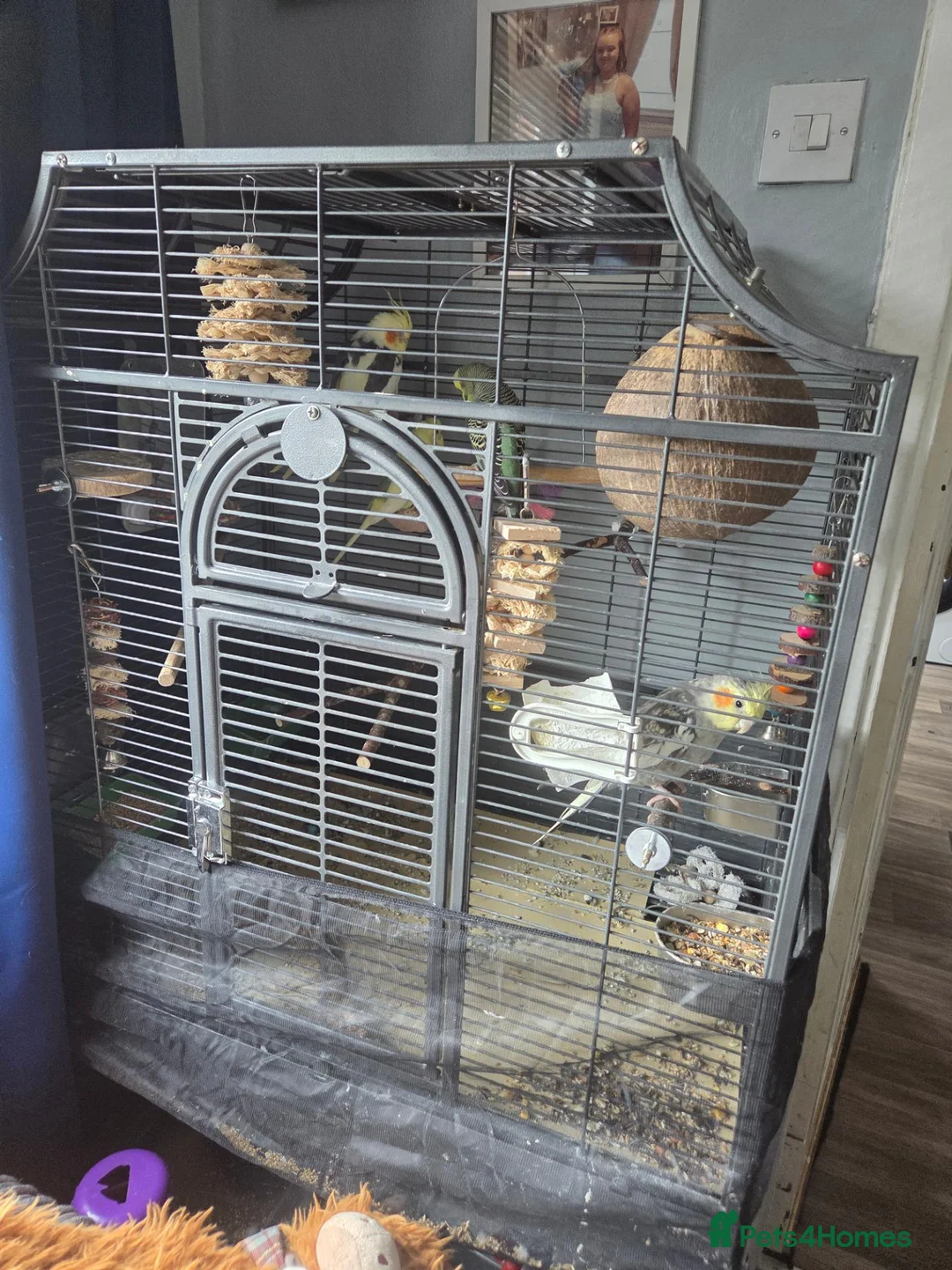 Cockatiels birds for sale: Cockatiels and budgies in Renfrew - Advert 2