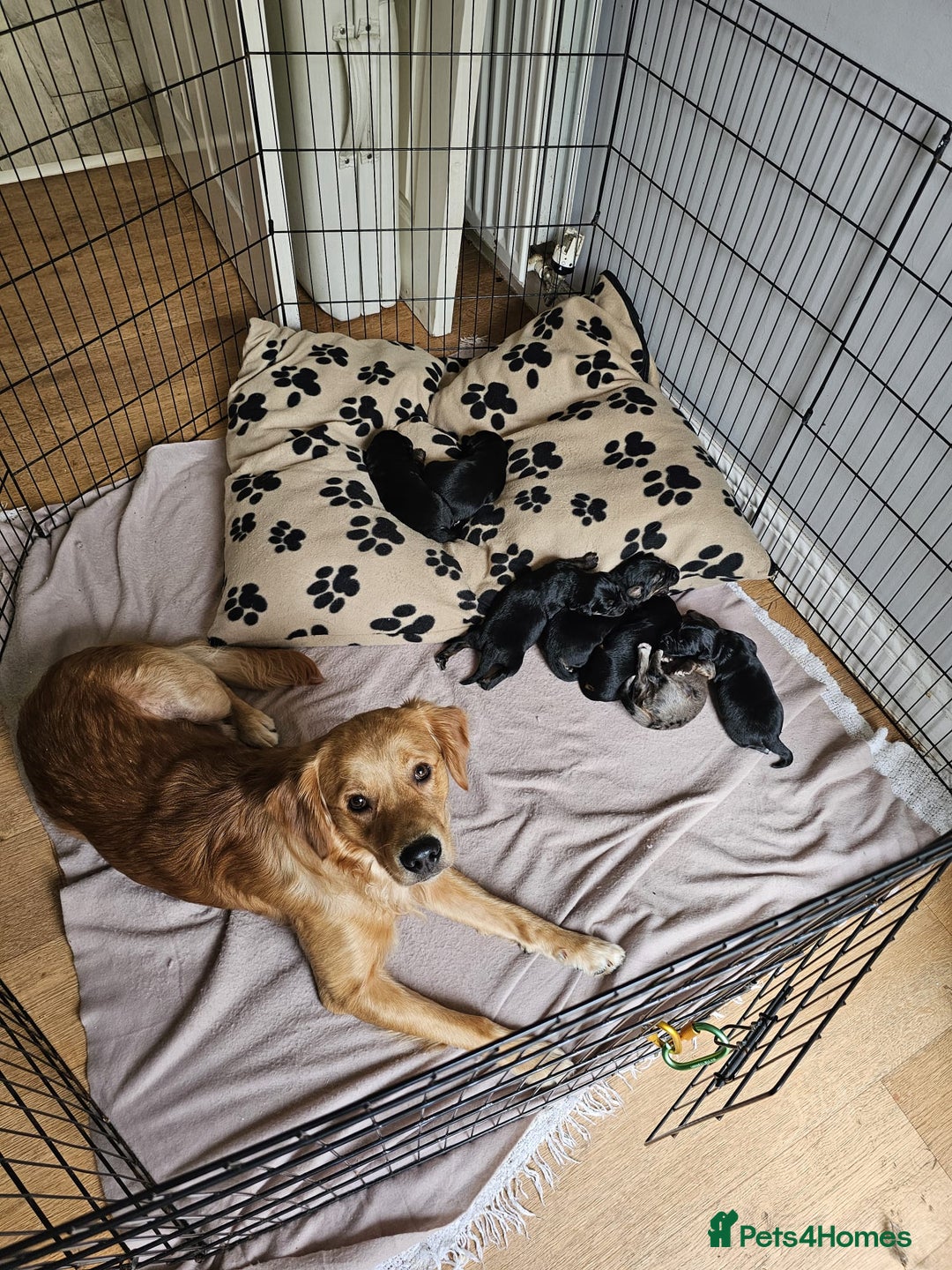 Mixed Breed dogs for sale: 4 girls available end of October  - Image 16