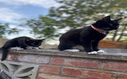 Domestic Shorthair cats for sale: Mother Cat & 2 Kittens - Image 8