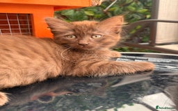 Ragdoll cats for sale: RARE RAGDOLL BABYS  - Image 4