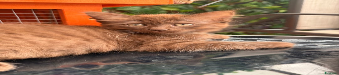 Ragdoll Kitten 5