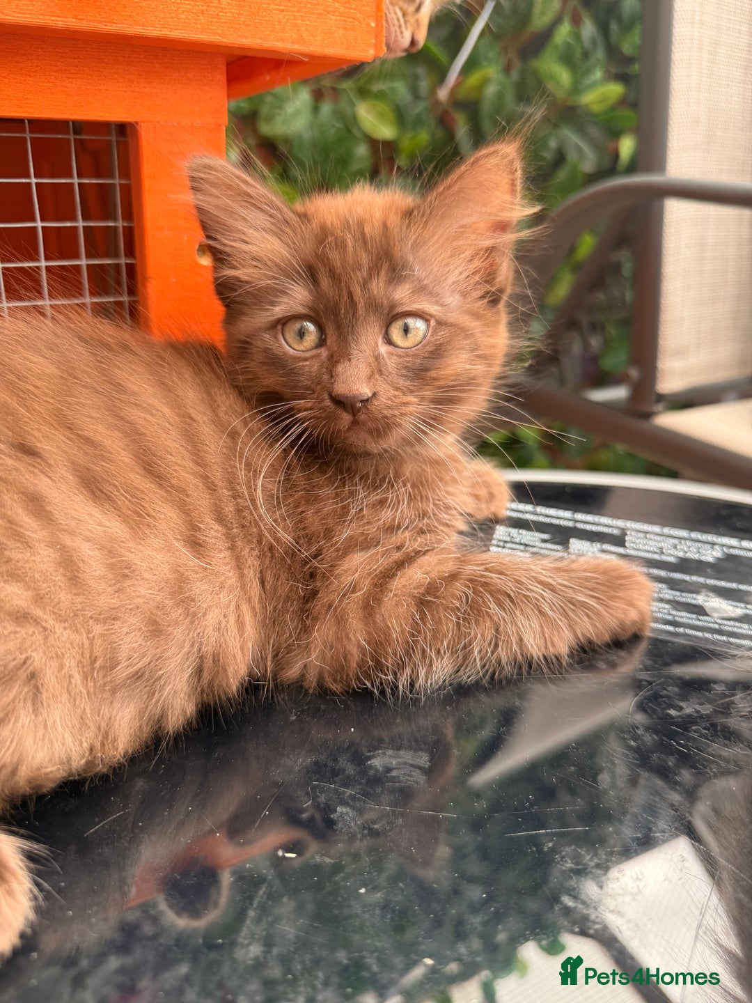 Ragdoll cats for sale: RARE RAGDOLL BABYS  - Image 4