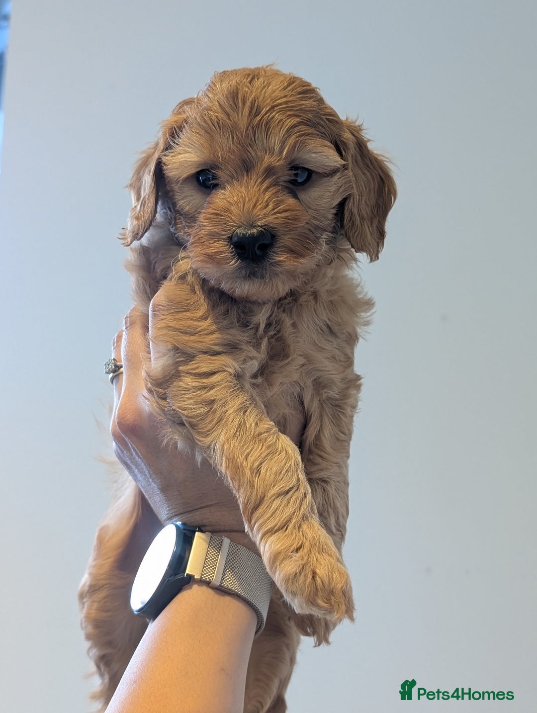 Mini Goldendoodle dogs for sale: Miniature F1BB Goldendoodle puppies  - Advert 2
