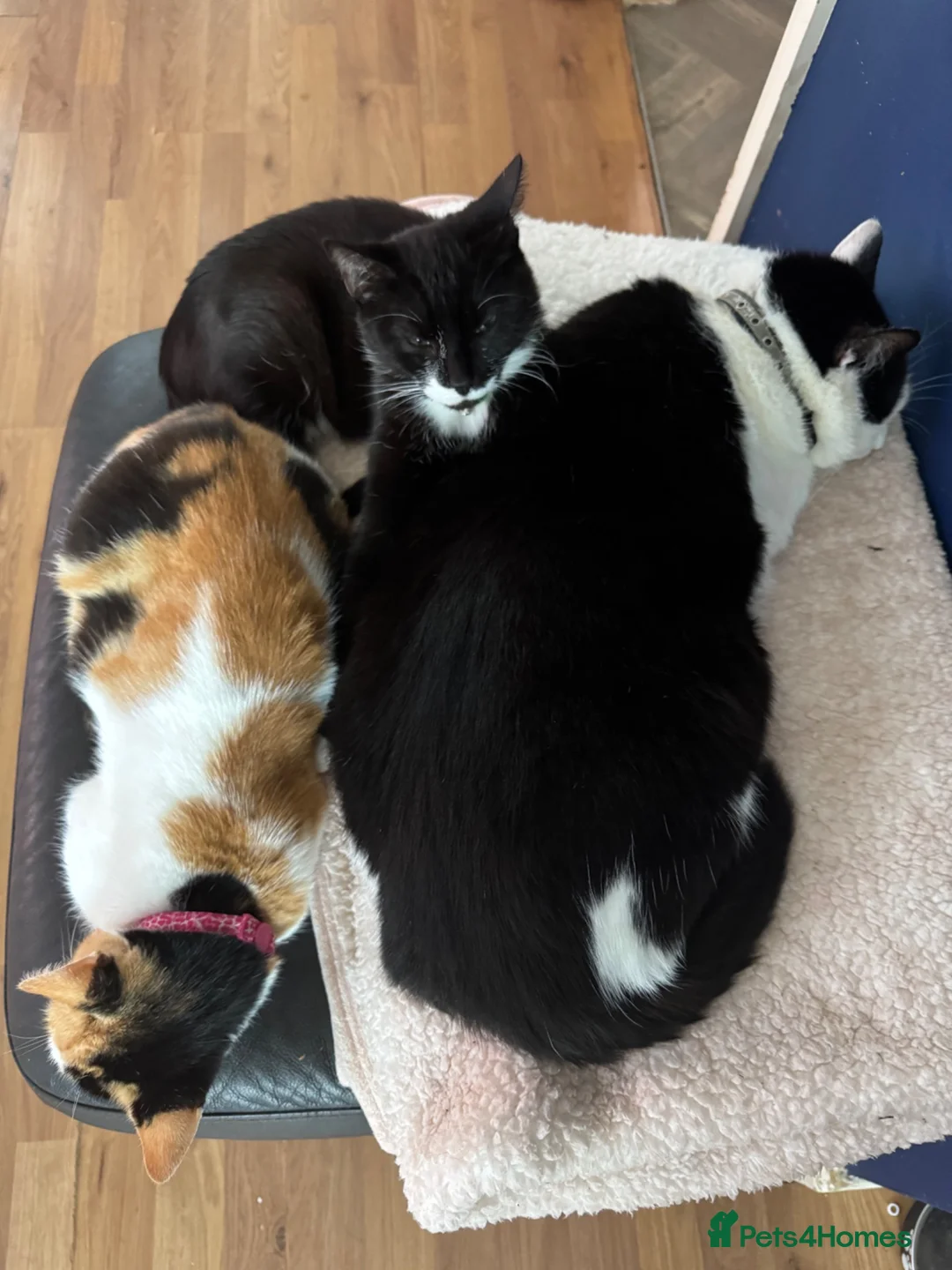 Mixed Breed cats for sale: Male Cat  in Ellesmere Port - Advert 4