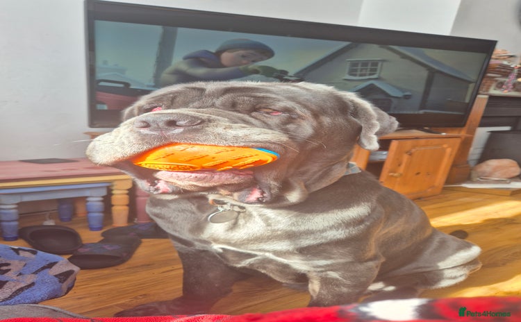 Neapolitan Mastiff dogs - Advert 13