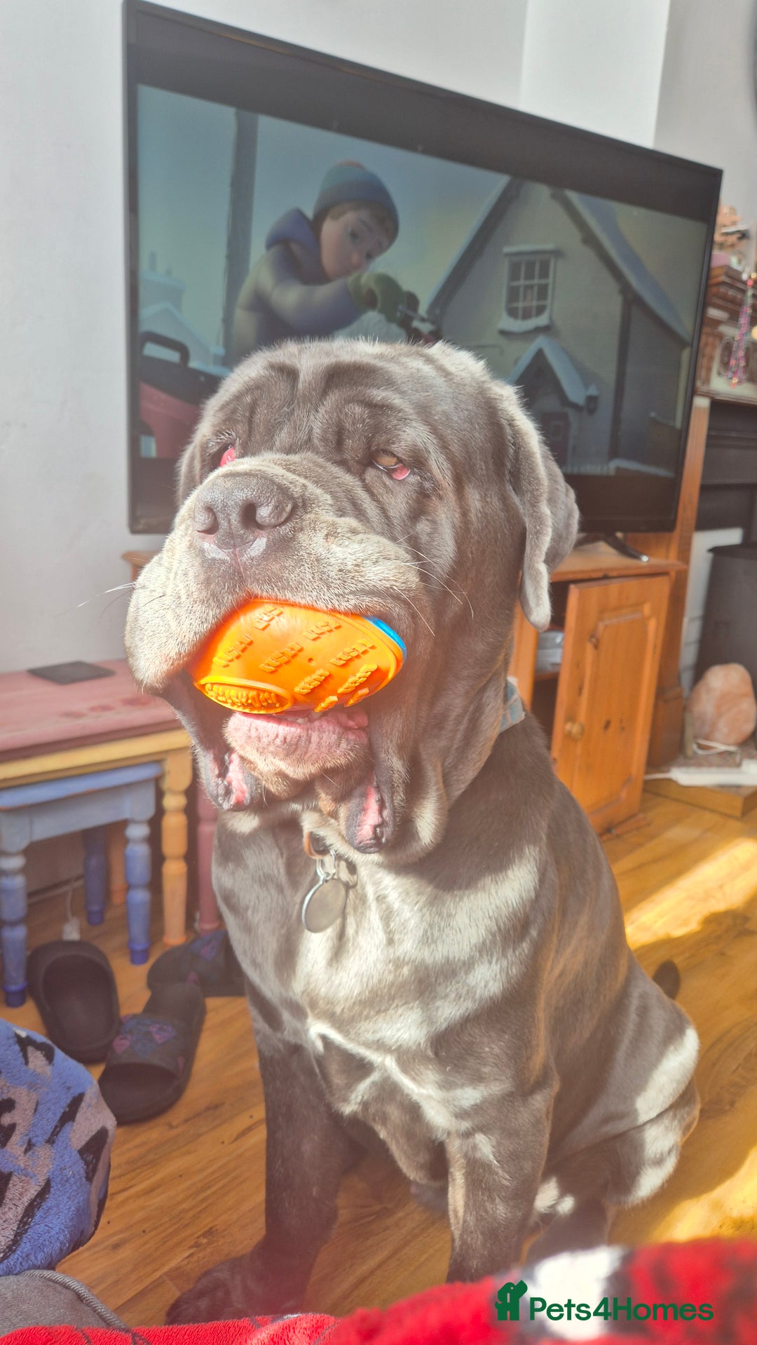 Neapolitan Mastiff dogs for sale: Neopolitan mastiff  2 years old.  - Image 1