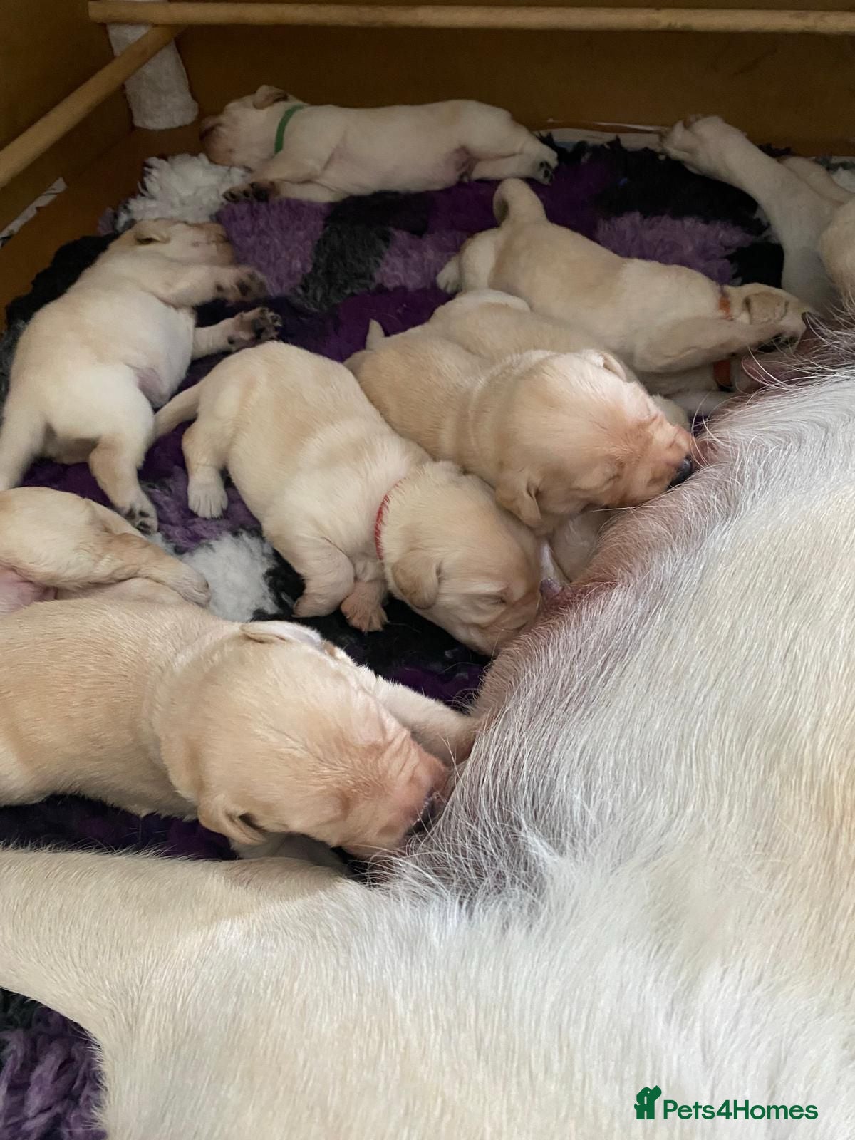 Labradoodle dogs Happy and healthy Labradoodle puppies! - Advert 1