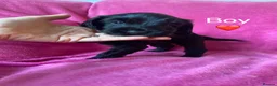 Cockapoo dogs for sale: F1b Beautiful Cockapoo puppies  - Advert 6