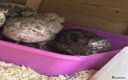 Quail poultry for sale: Group of Coturnix for sale  - Image 4