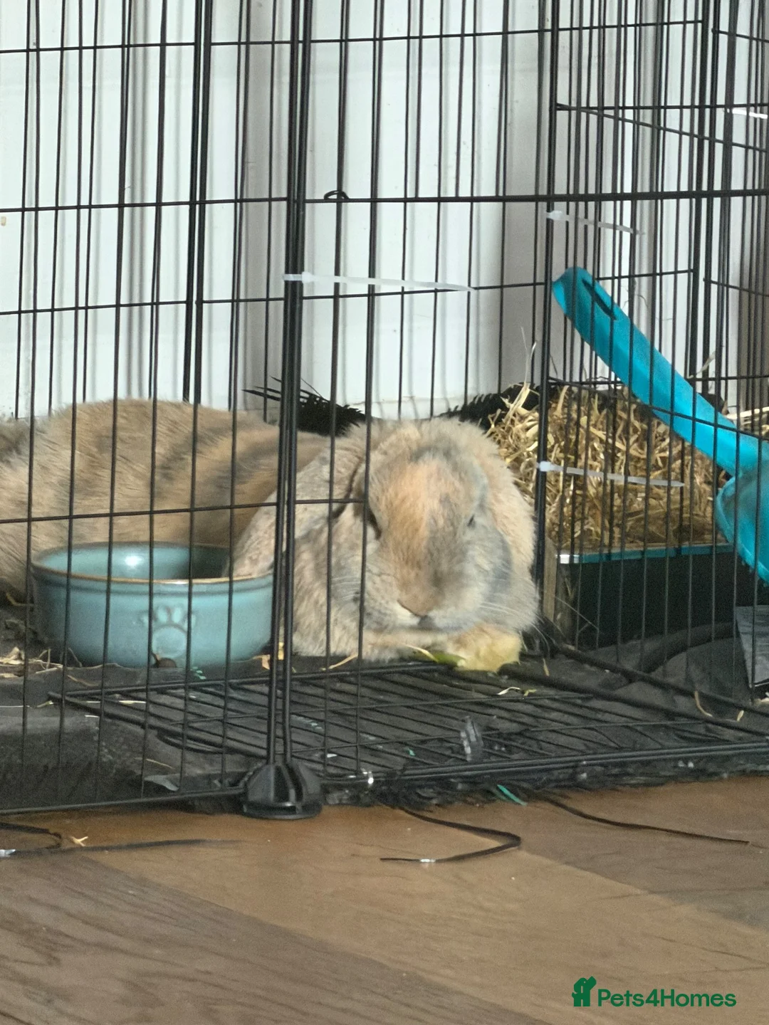Mini Lop rabbits for sale: Collect now (month old) - Advert 4