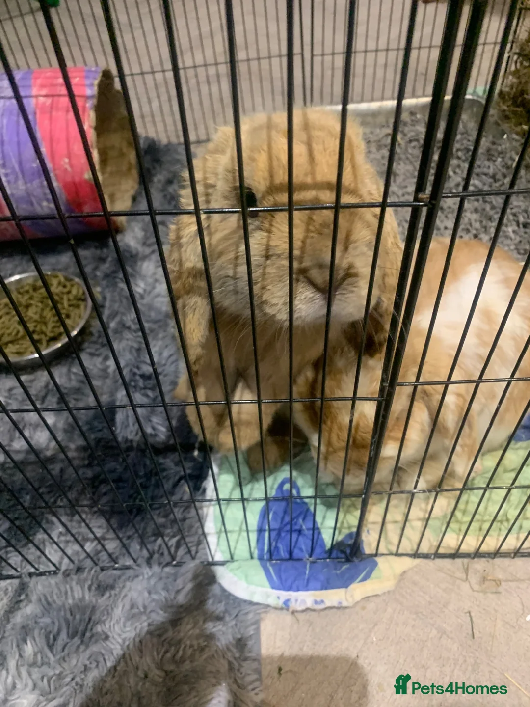 Mini Lop rabbits for sale: Miss Stacey Shaw in Ellesmere Port - Advert 2