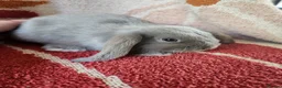 Mini Lop rabbits for sale: Beautiful mini lops, smoke and chocolate sable - Advert 8