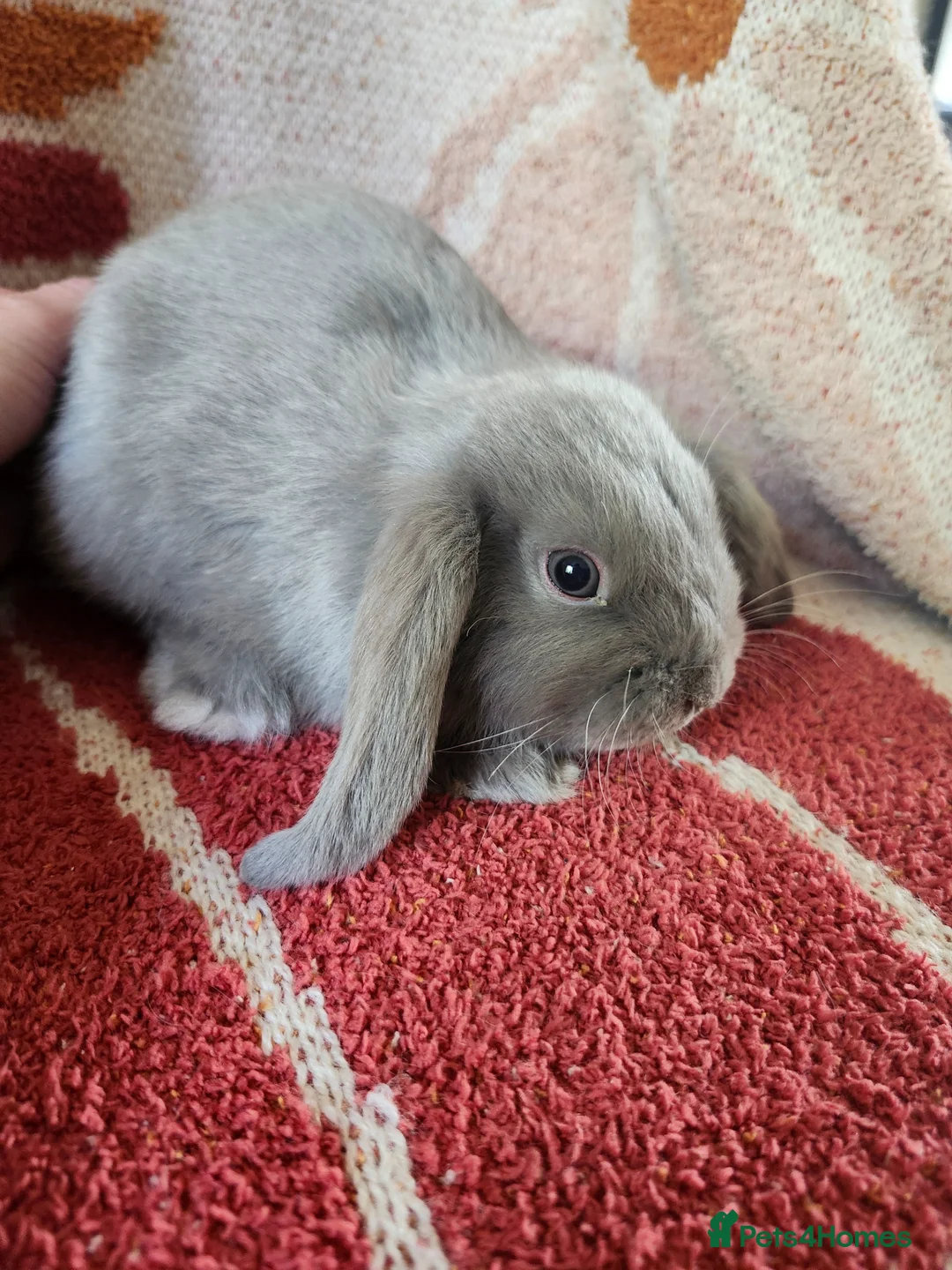 Mini Lop rabbits for sale: Beautiful mini lops, smoke and chocolate sable - Advert 8