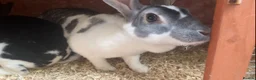 Rex rabbits for sale: pair Rex  - Advert 2