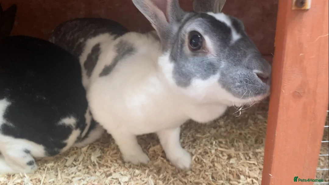 Rex rabbits for sale: pair Rex  - Advert 2