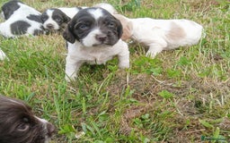 Sprocker dogs for sale: Beautiful f2 sprockers - Image 10