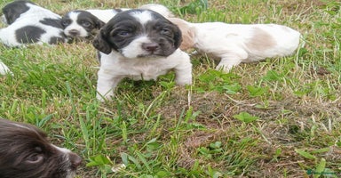 Sprocker dogs - Advert 10
