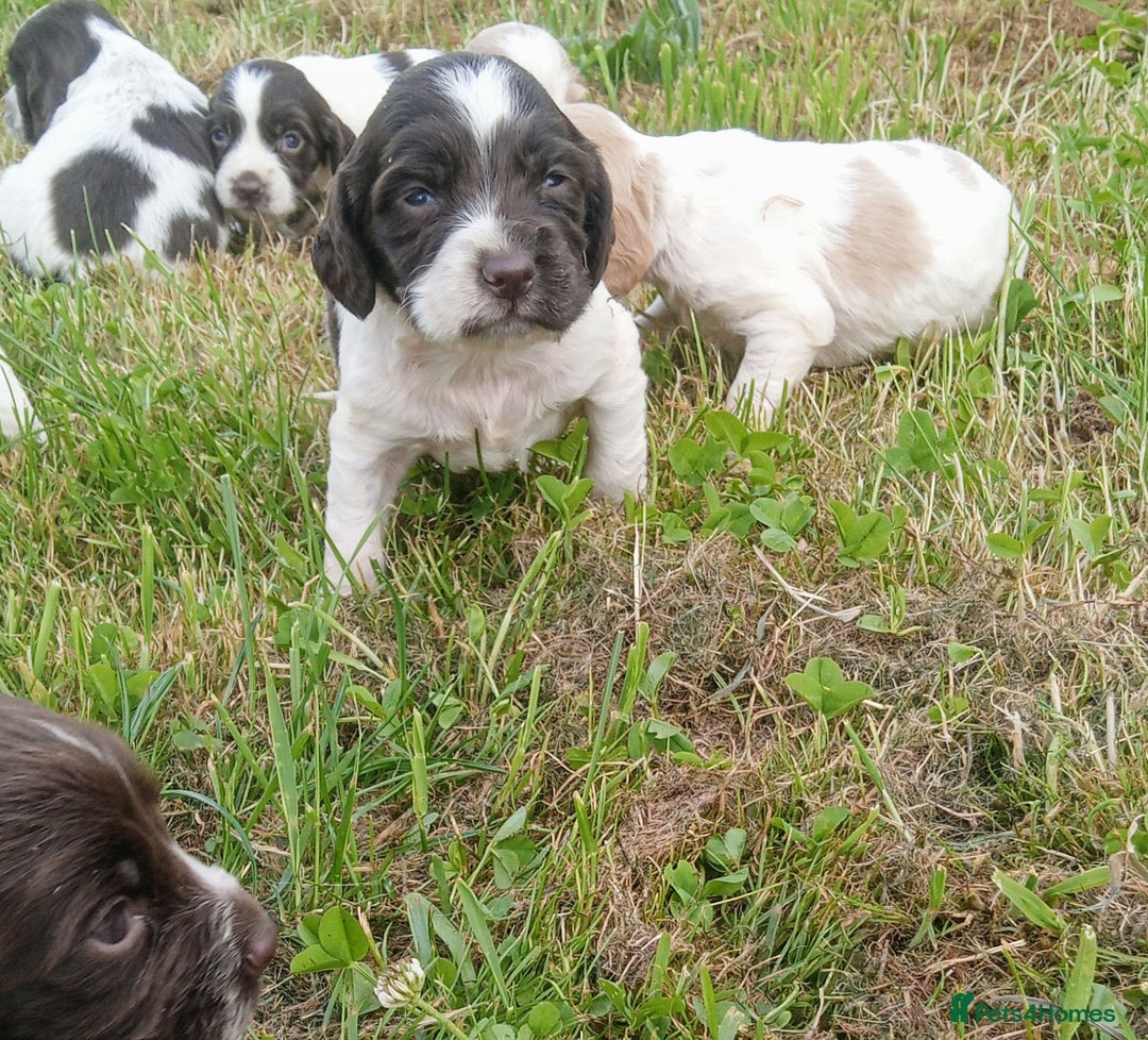 Sprocker dogs for sale: Beautiful f2 sprockers - Image 10