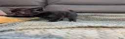 Mixed Breed cats for sale: Adorable kittens looking for forever home  in Pershore - Advert 13