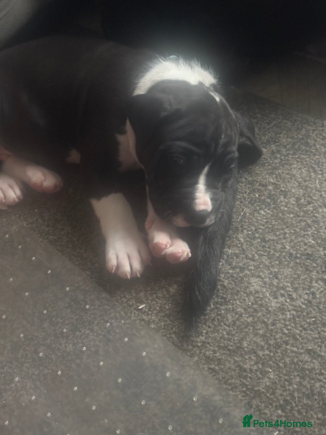 Mixed Breed dogs for sale: Cane corso puppys - Advert 37