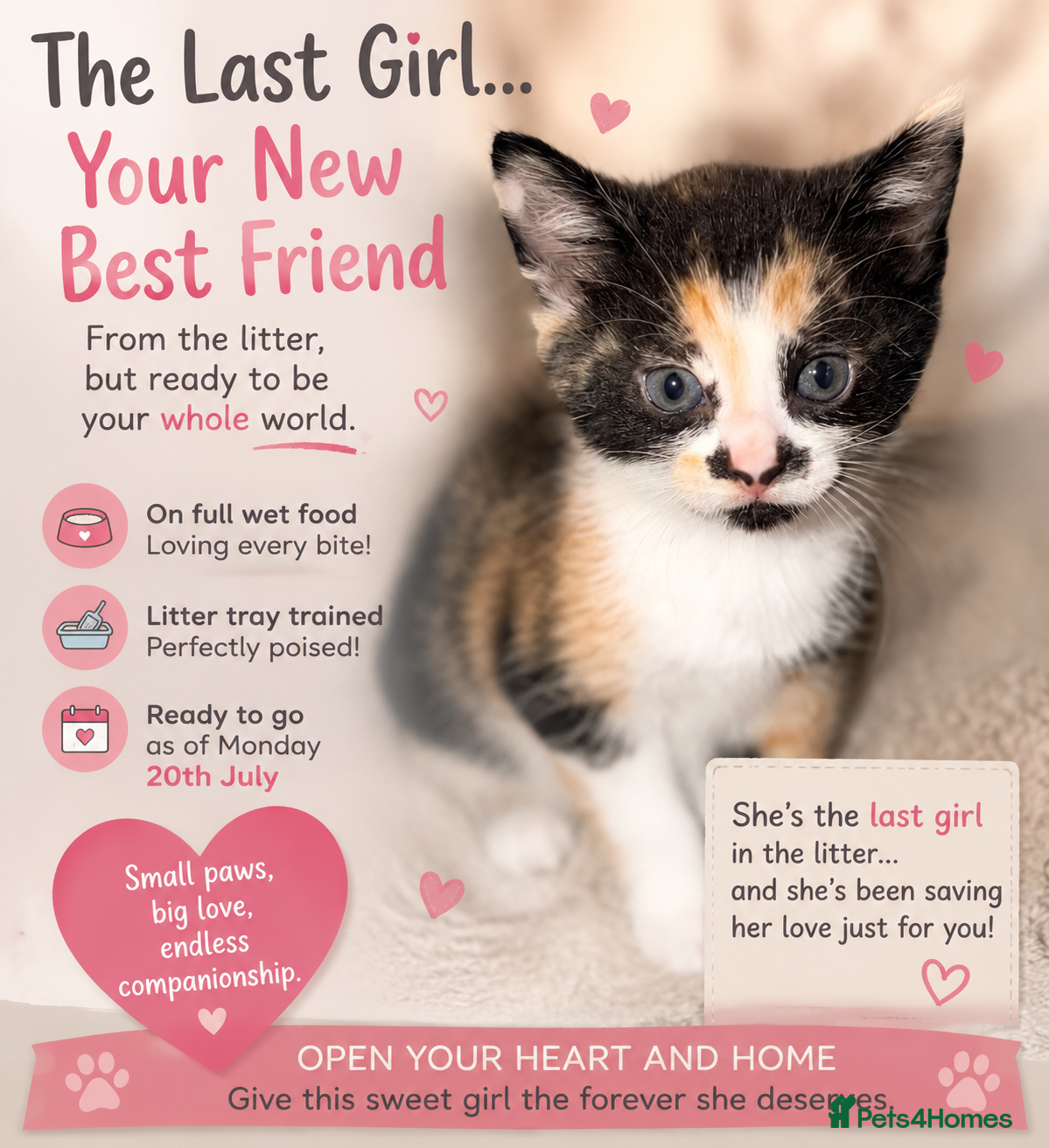 Domestic Shorthair cats Calico Kitten Ready for Her Forever Home ❤️ - Advert 3