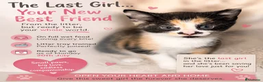 Domestic Shorthair 1