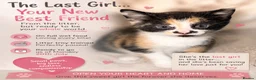 Domestic Shorthair cats for sale: Calico Kitten Ready for Her Forever Home ❤️ - Advert 1
