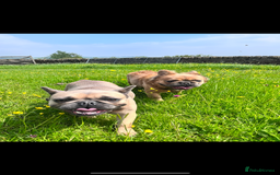 Mixed Breed dogs for sale: Re homing due to work change in circumstances.  - Image 4