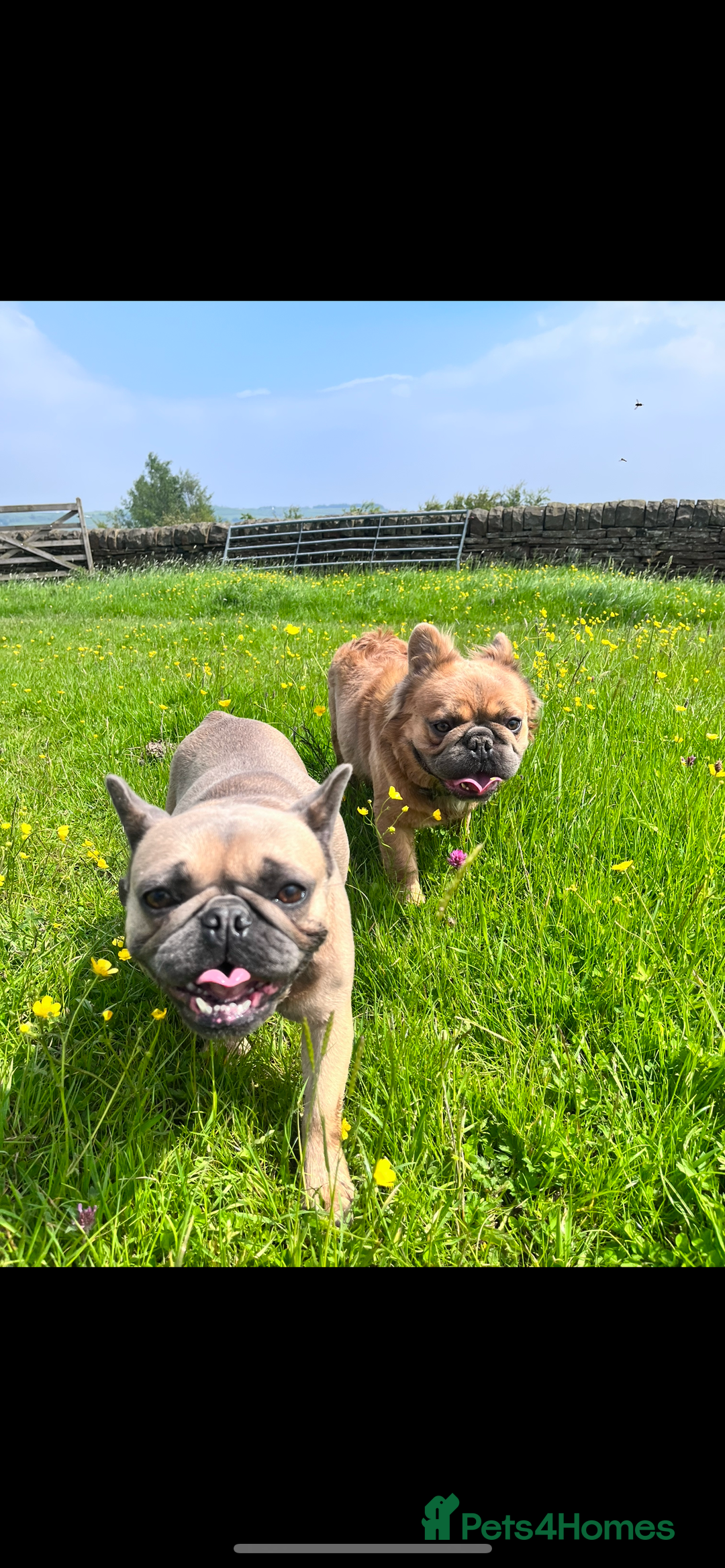 Mixed Breed dogs for sale: Re homing due to work change in circumstances.  - Image 4