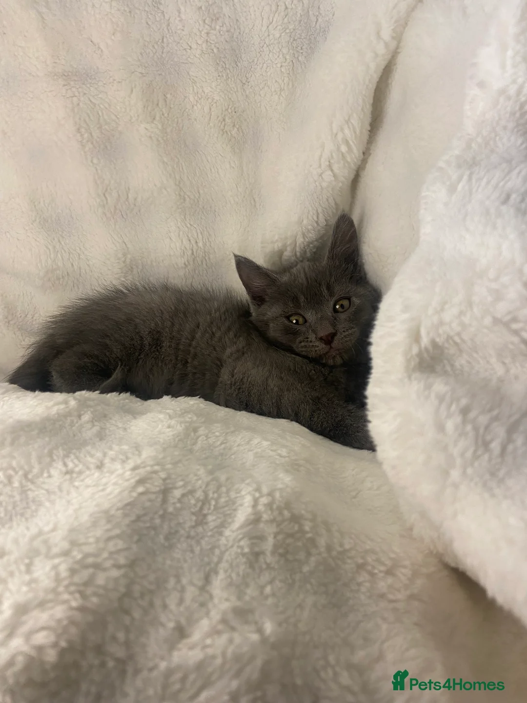 British Shorthair cats for sale: British shorthair x sypnx kitten  - Advert 6