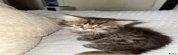 Scottish Fold cats for sale: 5 beautiful Scottish Fold / British Longhair in Westcliff-on-Sea - Advert 27