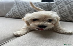 Cavachon dogs for sale: 2 Adorable boys ready for their forever homes 🐾 - Image 10