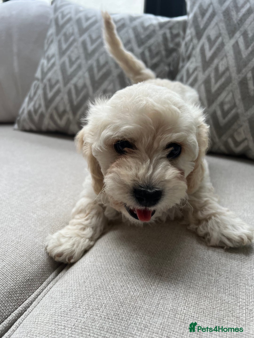 Cavachon dogs for sale: 2 Adorable boys ready for their forever homes 🐾 - Image 10