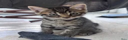 Mixed Breed cats for sale: Gorgeous kittens for sale - Advert 7
