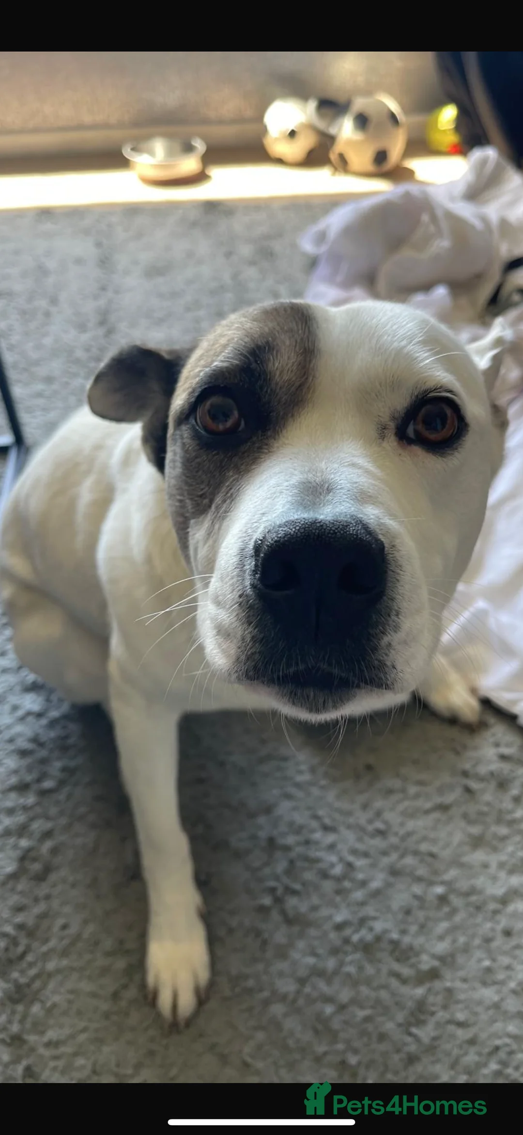 Mixed Breed dogs for sale: For sale  - Advert 5