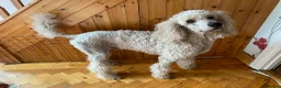Standard Poodle dogs for sale: wonderful poodle puppies - Advert 16